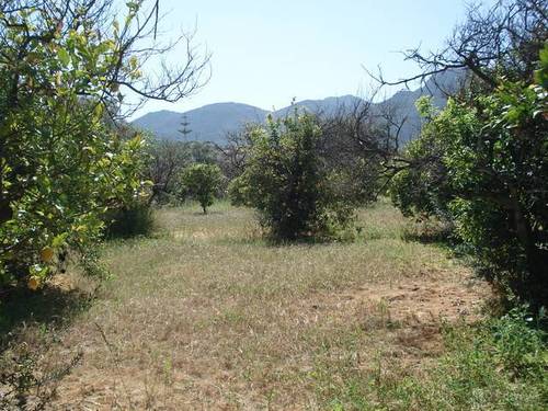 imagen 2 de Venta de finca olivar y frutales en Alhaurín el Grande (Málaga)