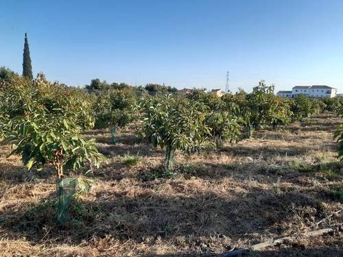 imagen 1 de Venta de finca de aguacates en Algarrobo (Málaga)
