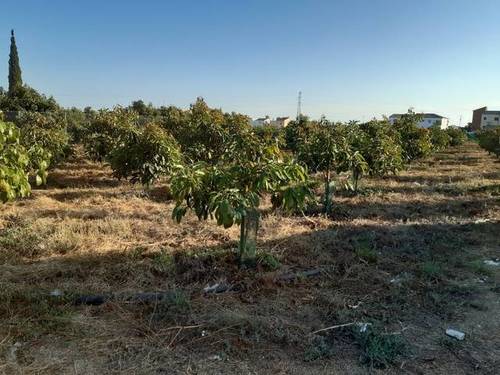 imagen 1 de Venta de finca de aguacates en Algarrobo (Málaga)