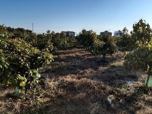 imagen 2 de Venta de finca de aguacates en Algarrobo (Málaga)