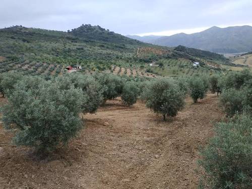 imagen 1 de Venta de campo olivar en Casabermeja (Málaga)