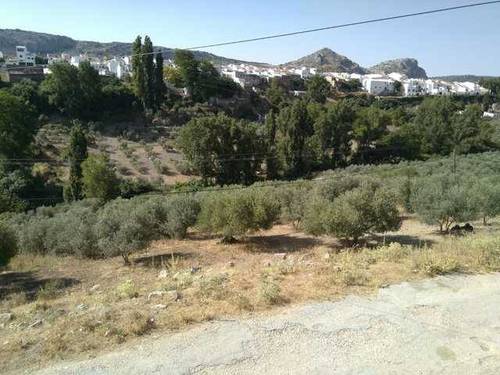 imagen 1 de Venta de olivar en Serrato (Málaga)