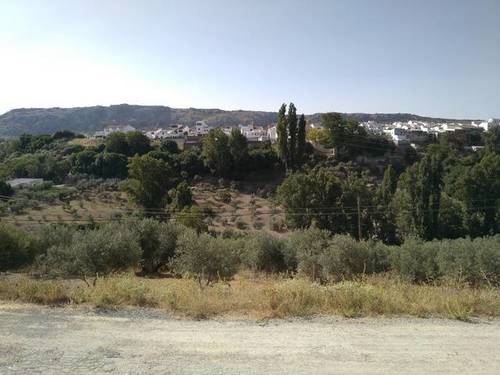 imagen 2 de Venta de olivar en Serrato (Málaga)