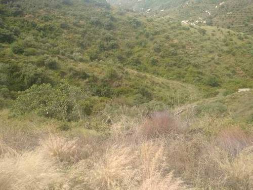 imagen 1 de Venta de tierras en Torrox (Málaga)