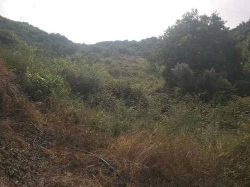 imagen 2 de Venta de tierras en Torrox (Málaga)