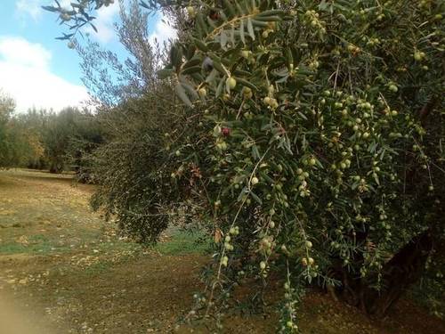 imagen 1 de Venta de estupendo olivar en Alcaucín (Málaga)