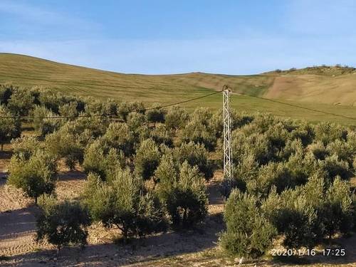 imagen 1 de Venta de campo olivar en Ronda (Málaga)