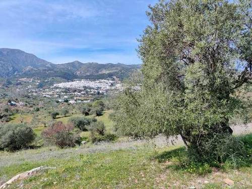 imagen 1 de Venta de finca con olivos centenarios en Casarabonela (Málaga)