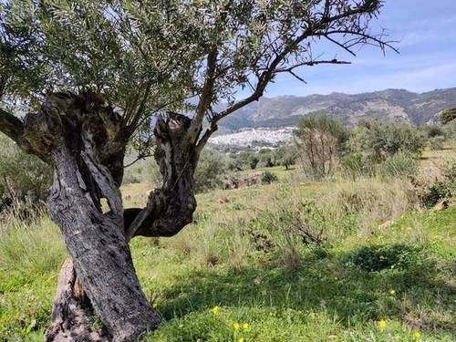 imagen 3 de Venta de finca con olivos centenarios en Casarabonela (Málaga)