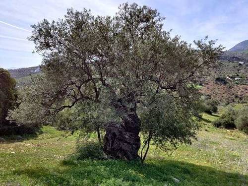 imagen 4 de Venta de finca con olivos centenarios en Casarabonela (Málaga)