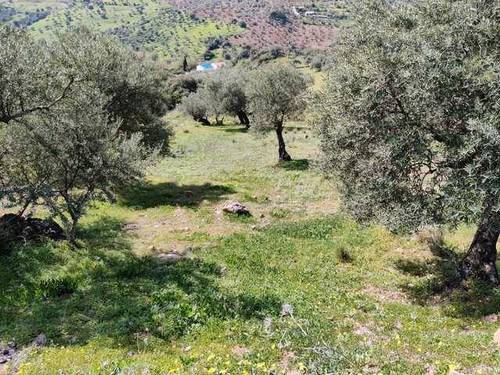 imagen 2 de Venta de finca con olivos centenarios en Casarabonela (Málaga)