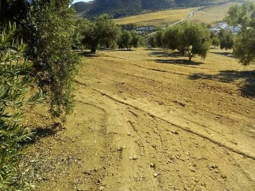 imagen 1 de Venta de olivar en Antequera (Málaga)