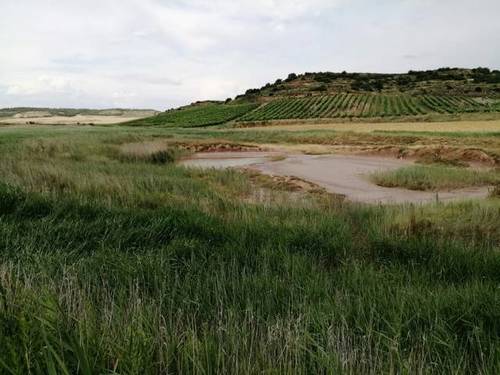 imagen 1 de Venta de finca en Lodosa (Navarra)