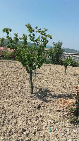 imagen 2 de Venta de finca de recreo en Labiano