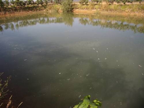 imagen 1 de Venta de viñedo