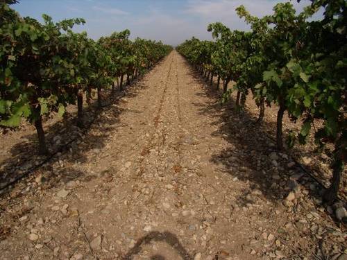 imagen 1 de Venta de viñedo