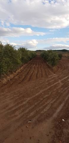 imagen 1 de Venta de olivar en Corela