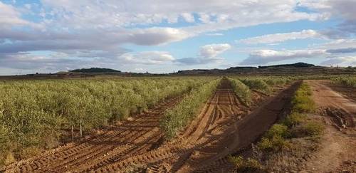 imagen 1 de Venta de olivar en Corela