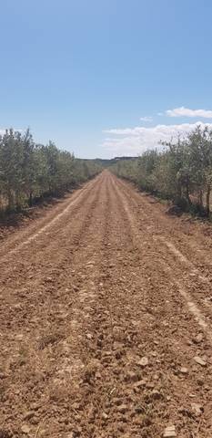 imagen 3 de Venta de olivar en Corela