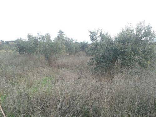 imagen 5 de Venta de tierra de Labor