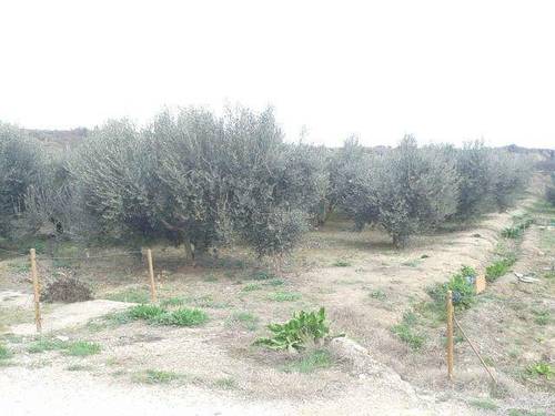 imagen 3 de Venta de tierra de Labor