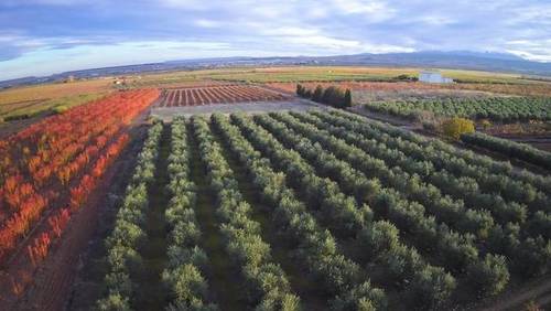 imagen 1 de Venta finca de olivos