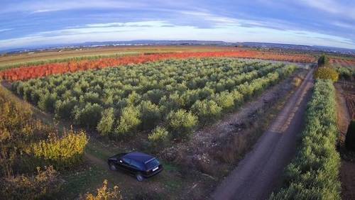 imagen 1 de Venta finca de olivos