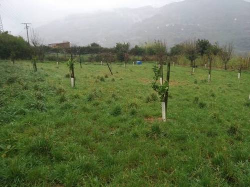 imagen 2 de Se venden 4 fincas rústicas colindantes en Ortuella