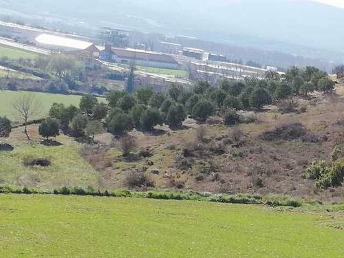 imagen 1 de Venta de olivar de arbequina en Berantevilla
