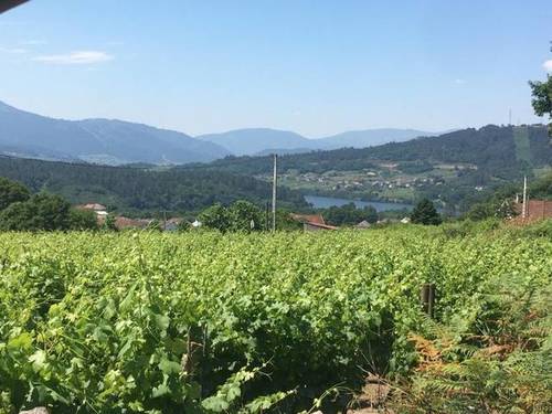 imagen 1 de Se vende finca con vistas al Miño en Ourense