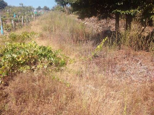 imagen 1 de Se vende finca de labor en A pobra de Tives
