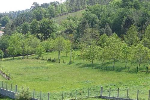 imagen 1 de Se vende finca rústica en Ramirás