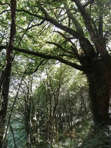 imagen 3 de Venta de terreno en Villauje Chantada