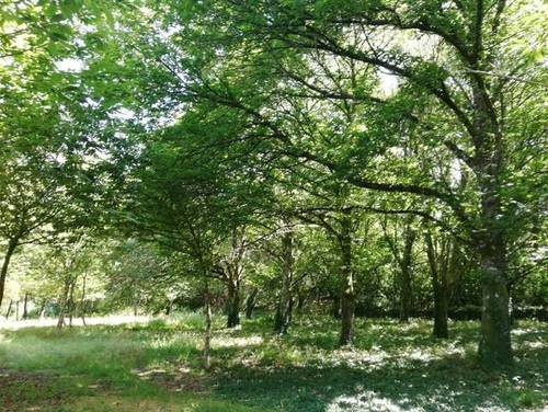 imagen 1 de Venta de terreno en Villauje Chantada