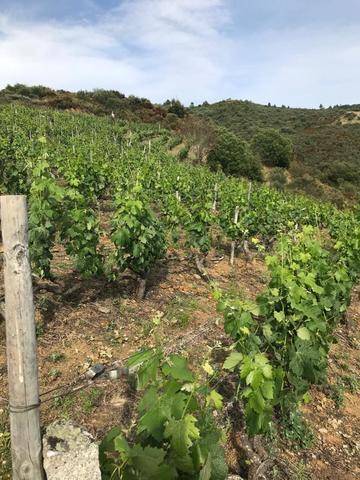 imagen 1 de Vendo viñedo en Verin con 800 cepas