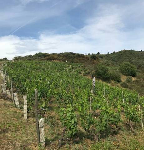 imagen 1 de Vendo viñedo en Verin con 800 cepas