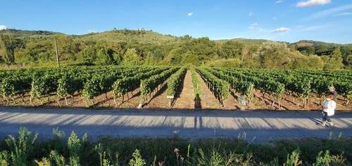imagen 1 de Vendo viñedo en A Carballino
