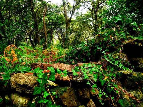 imagen 2 de Venta de terreno en La Lonia Ourense