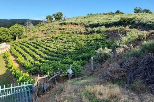 imagen 1 de Se vende viñedo con distinats variedades de uva en Vilarino