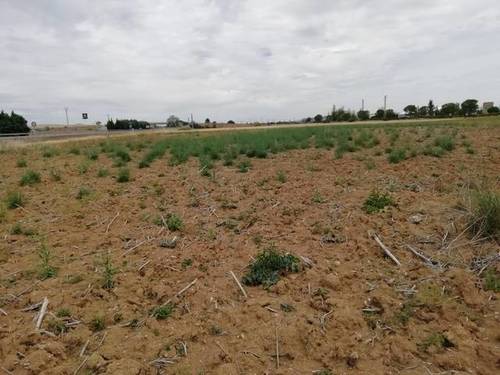 imagen 2 de Venta de finca en Dueñas con buen acceso