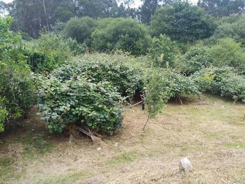imagen 1 de Venta de terreno en Redondela (Pontevedra)