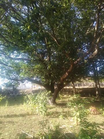imagen 3 de Venta de finca en Ponte Caldelas (Pontevedra)