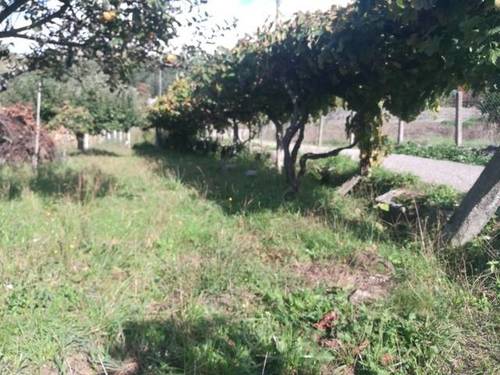 imagen 1 de Venta de finca rústica en Ponteareas (Pontevedra)