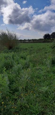imagen 2 de Venta de terreno con viña en Mos (Pontevedra)