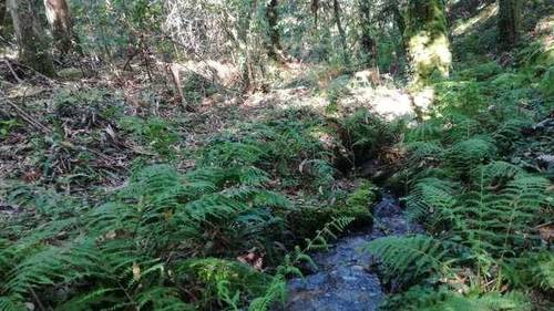 imagen 1 de Venta de monte en Nigrán (Pontevedra)