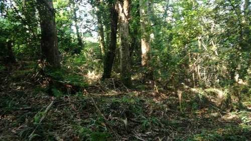 imagen 2 de Venta de monte en Nigrán (Pontevedra)