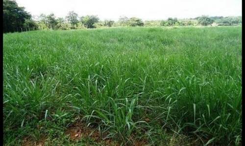 imagen 1 de Venta de finca de pasto en Rodeiro (Pontevedra)