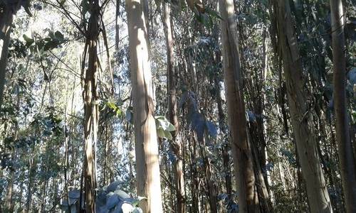 imagen 1 de Venta de terreno forestal en A graña