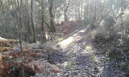 imagen 2 de Venta de terreno forestal en A graña