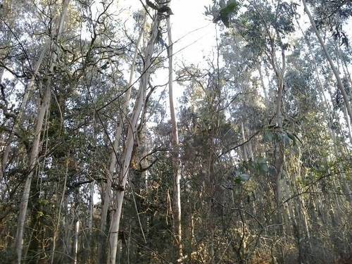 imagen 1 de Venta de terreno forestal en A graña
